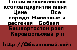 Голая мексиканская ксолоитцкуинтли мини › Цена ­ 20 000 - Все города Животные и растения » Собаки   . Башкортостан респ.,Караидельский р-н